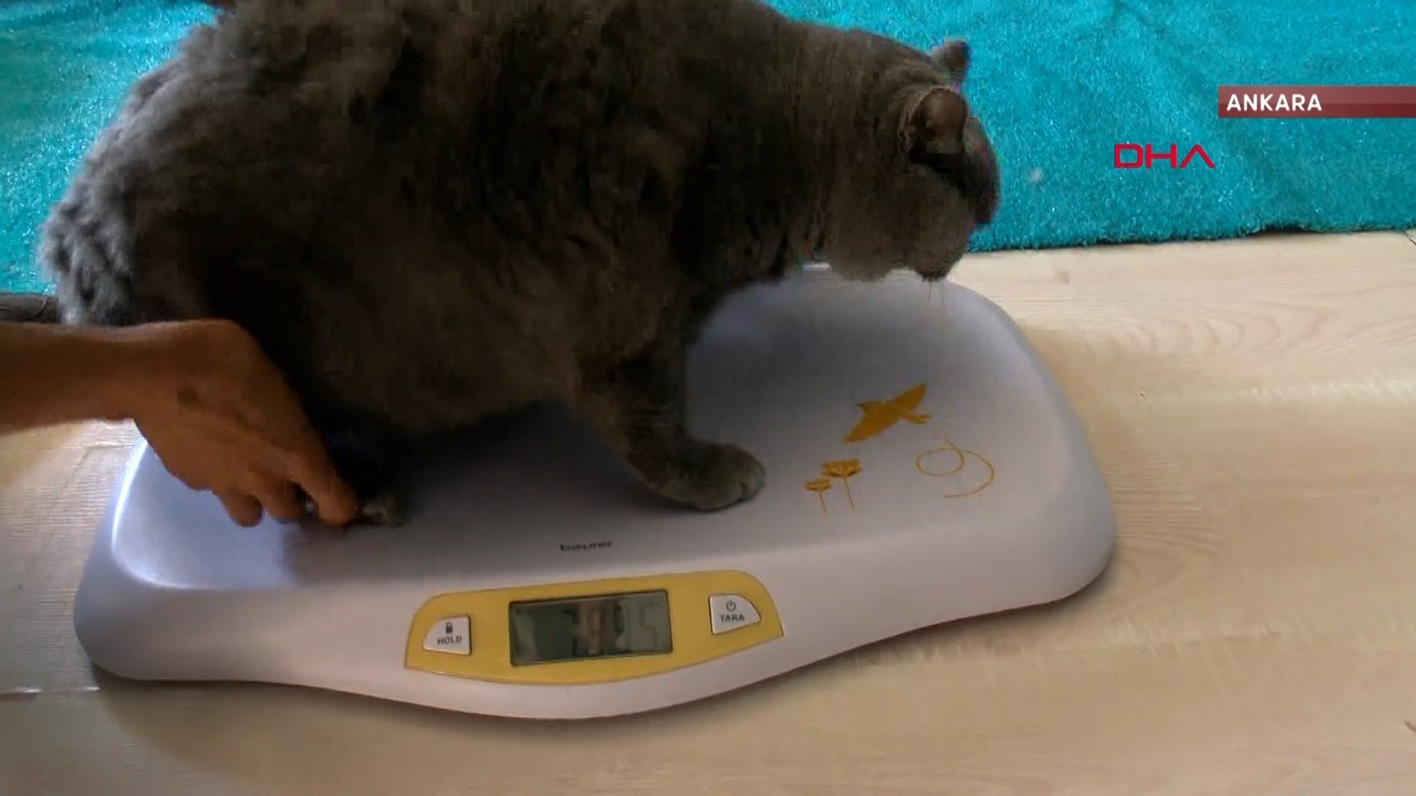 Obez kedi 4,5 kilo vermeyi başardı