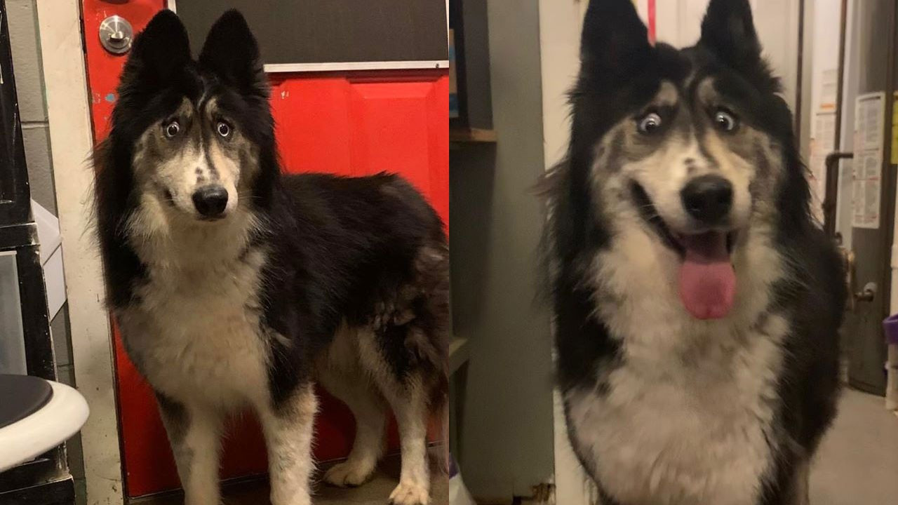 Barınağa bırakılan ‘Husky’ cinsi Jubilee adlı köpek sahiplendirildi