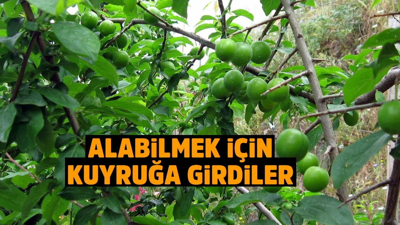 Mersin De Yesil Erik Kilosu 750 Liradan Satisa Cikti Almak Icin On Siparis Verip Kuyruga Girdiler