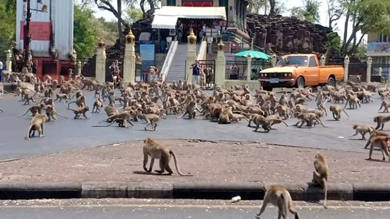 Koronavirüs yüzünden boşalan sokakları maymunlar bastı ile ilgili görsel sonucu