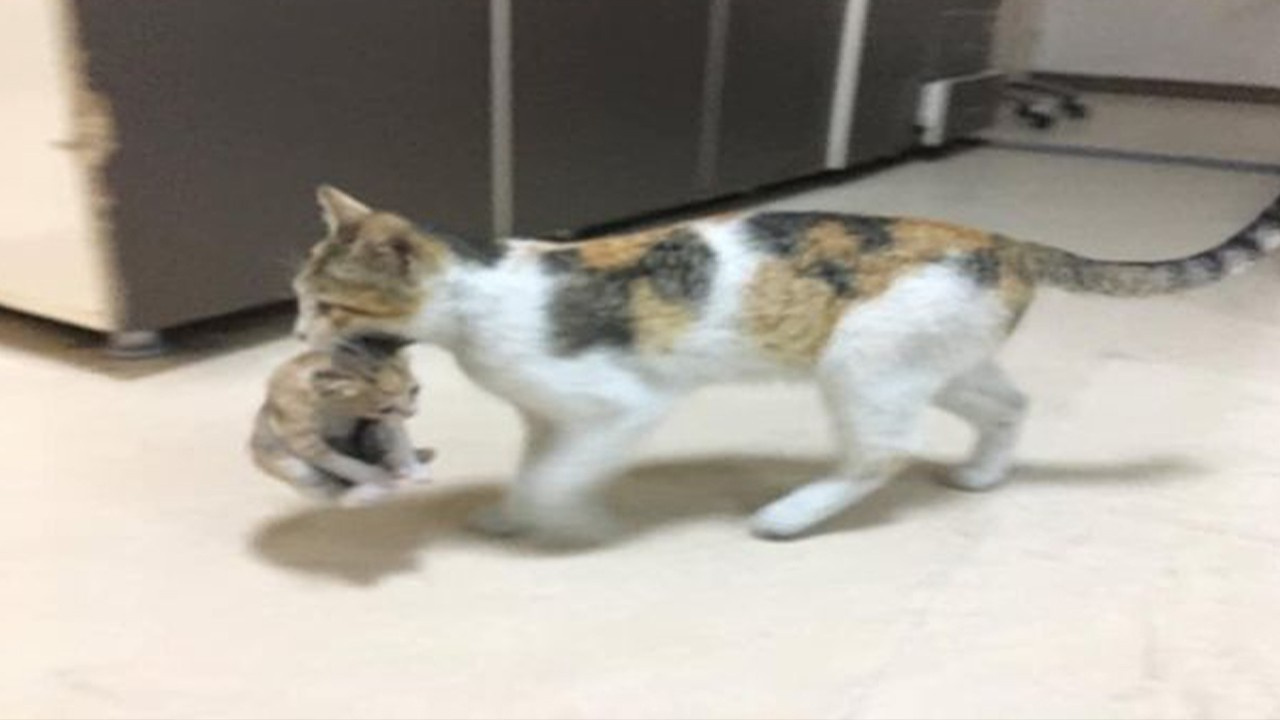 İstanbul�da bir anne kedi, hasta olan yavrusunu ağzında taşıyarak acil