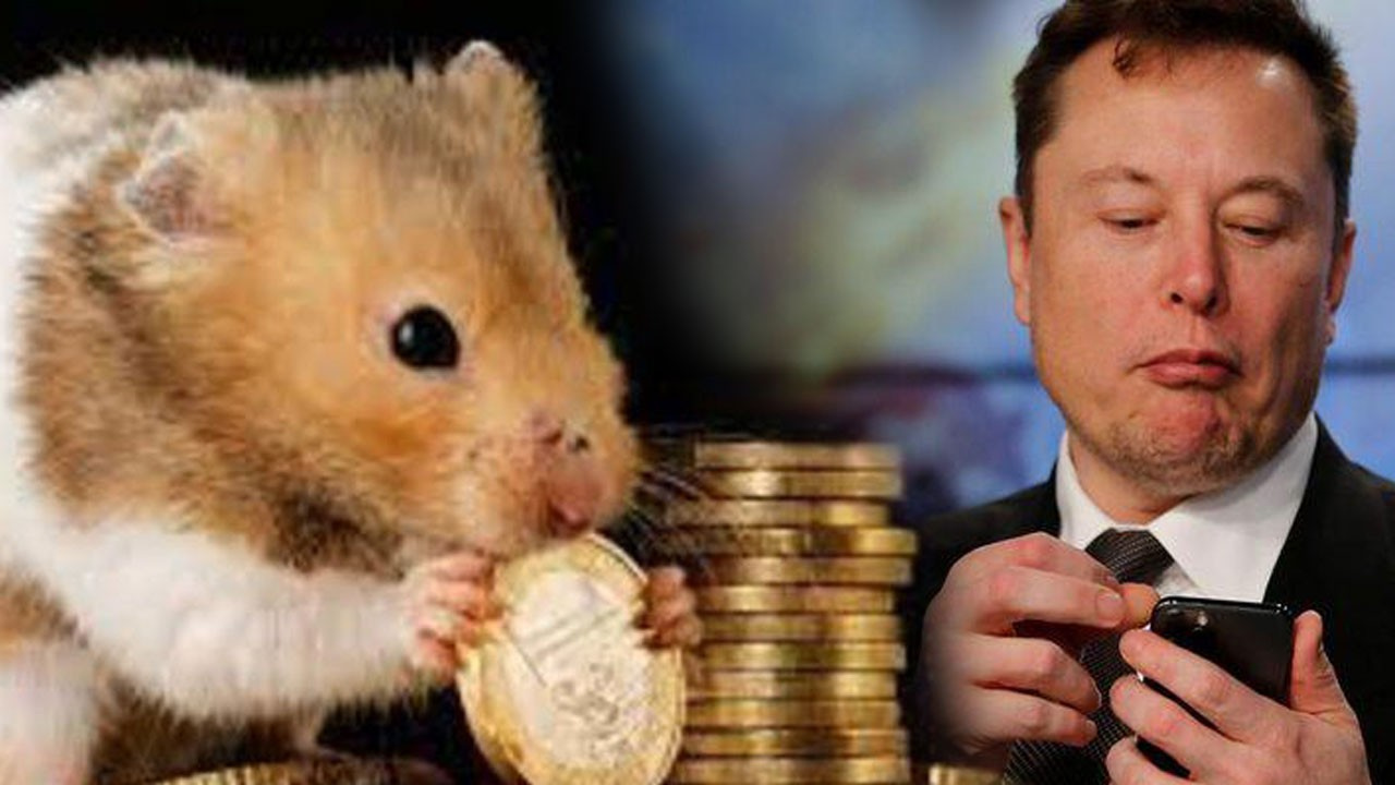 Хамстер коин. Hamster Coin листинг. Hamster Coin Nedir. Hamster Coin секретная комбинация.