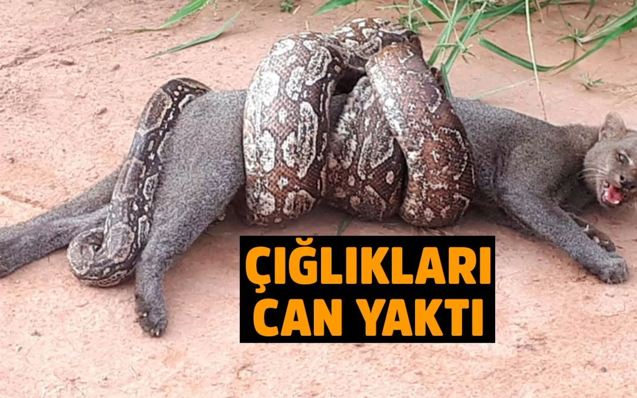 tv100
