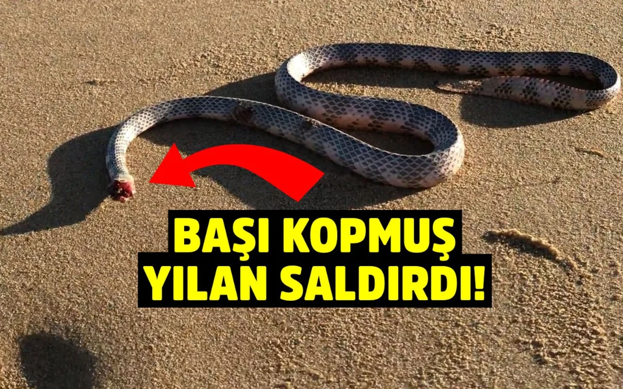 bassiz yilan kopek gezdiren adama saldirdi