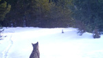 Karla kaplı ormanın nesli tükenmekte olan vahşi kedisi görüntülendi. Ailesine seslendiği sırada fotokapana yakalandı