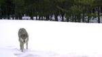 Kars’ta kurtlara uydu verici takıldı! Kardaki izleri takip ediliyor