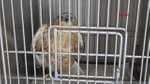 Afyonkarahisar'daki Yaban Hayatını Kurtarma Merkezi 3 Mart Dünya Yaban Hayatı Günü'nde tedavileri tamamlanan 3 kuşu doğaya saldı