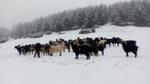 Meteoroloji uyarmıştı! Sakarya'da kar yağışı etkili oldu