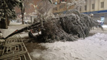 Van'da şiddetli rüzgara ve kar yağışına dayanamayan ağaç yola devrildi