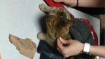 Kafası mama kutusuna sıkışan kediye itfaiye ekiplerinden yardım eli