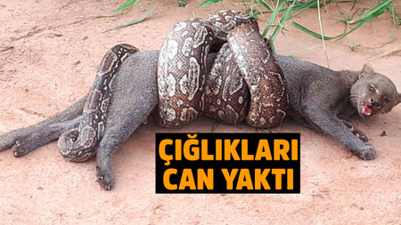 tv100