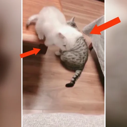 anne kedi sosyal medyada viral oldu