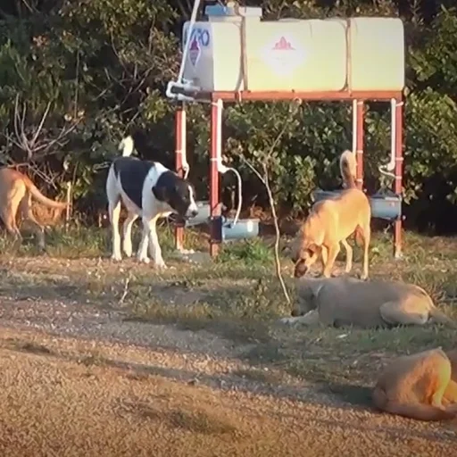 Olume Terkedilen Onlarca Kopek Yardim Bekliyor