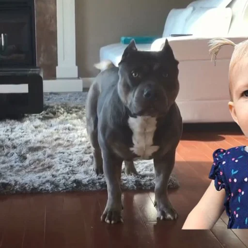 abd de pitbull dehseti 17 aylik bebegi