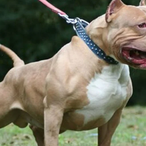 Hayvan Haklari Dernegi Uyesi Pitbull Caldi