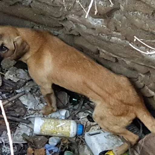 Aydin Da Kuyuya Dusen Kopek Itfaiye Tarafindan Kurtarildi
