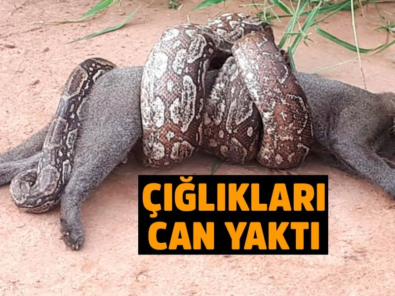 boa yilani dehseti kamerada