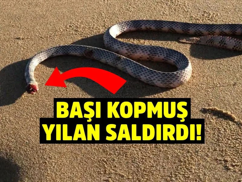 bassiz yilan kopek gezdiren adama saldirdi