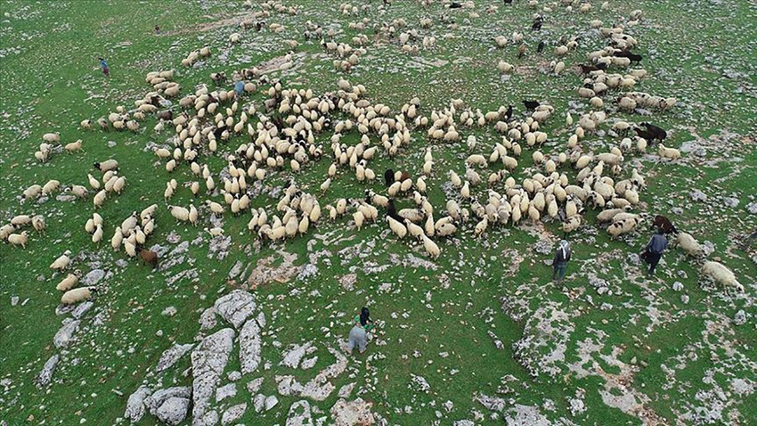 İŞKUR'dan çobanlık akademisi