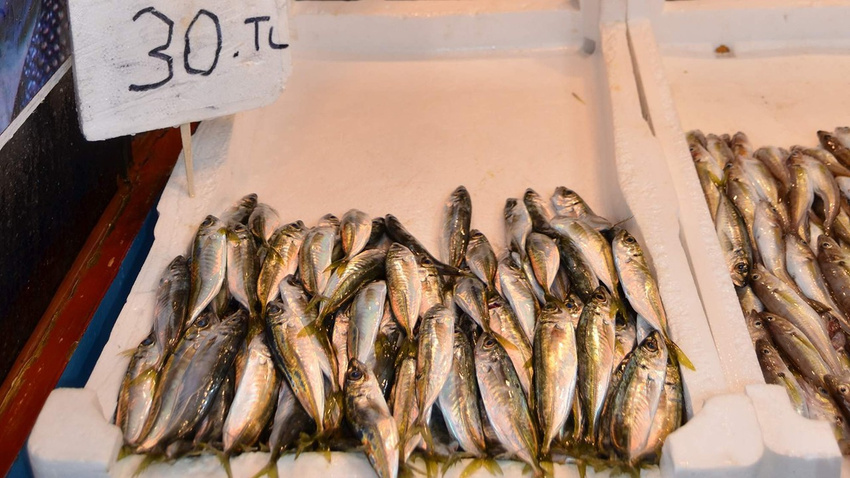 Trabzon'da istavritin kilosu 30 lira