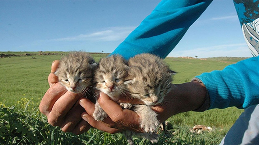 Diyarbakır'da leopar şaşkınlığı