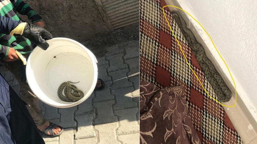2 metrelik yılan evde paniğe neden oldu!