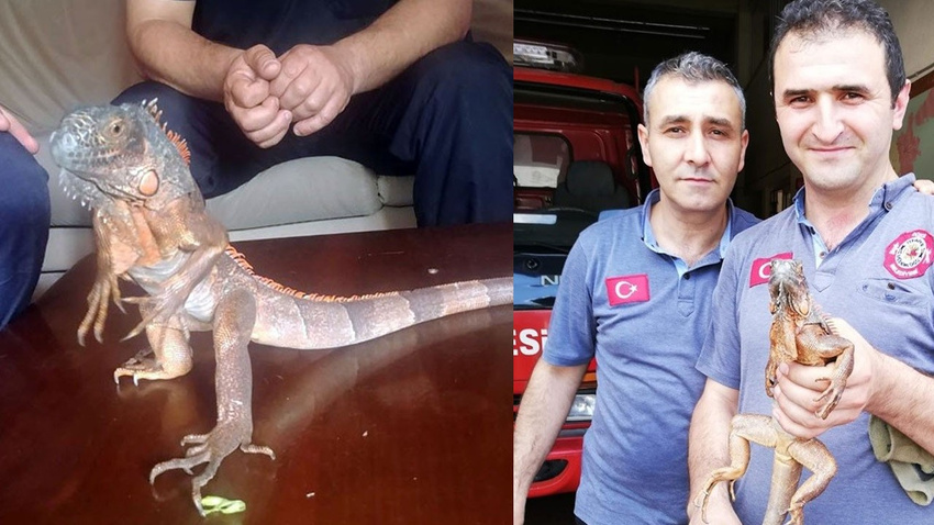 Düzce’de bir caminin deposundan İguana çıktı
