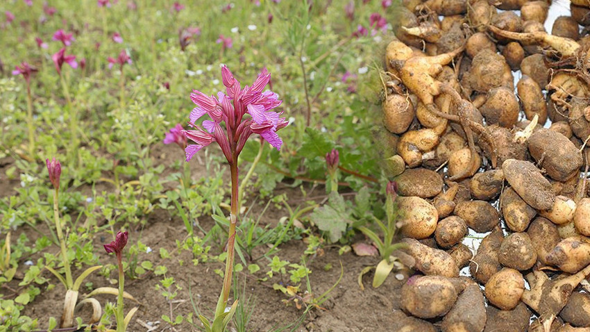 Salep soÄanı ile ilgili görsel sonucu