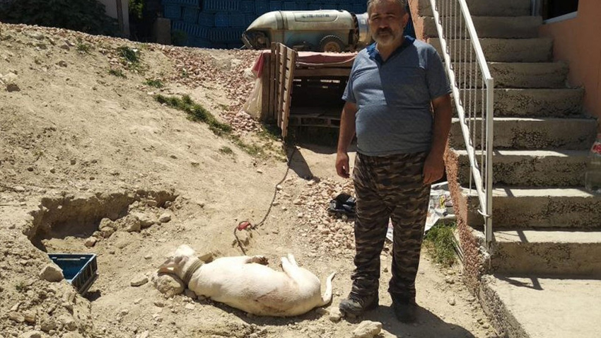 "Havlamasından rahatsız oldum" dedi, hamile köpeği öldürdü!