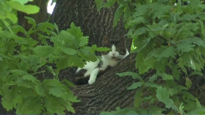 Kuşlara özenen kedi, 6 yıldır ağaçta yaşıyor