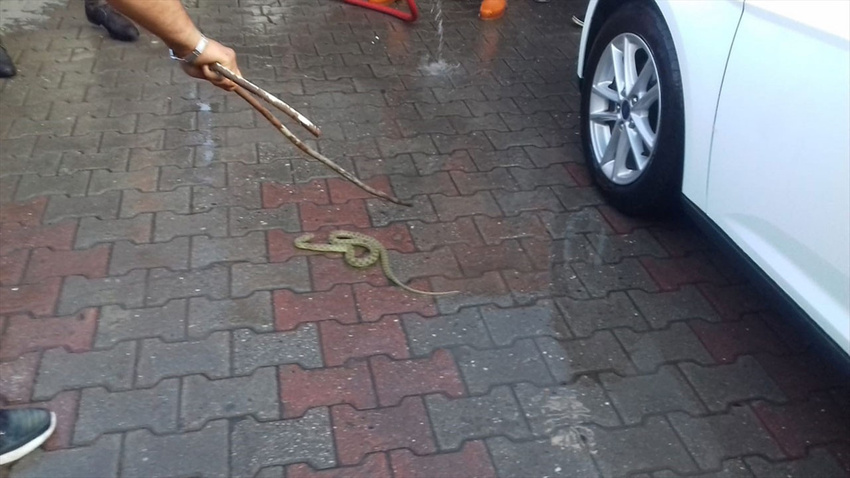 Yılan amortisörden tazyikli su ile ayırdılar
