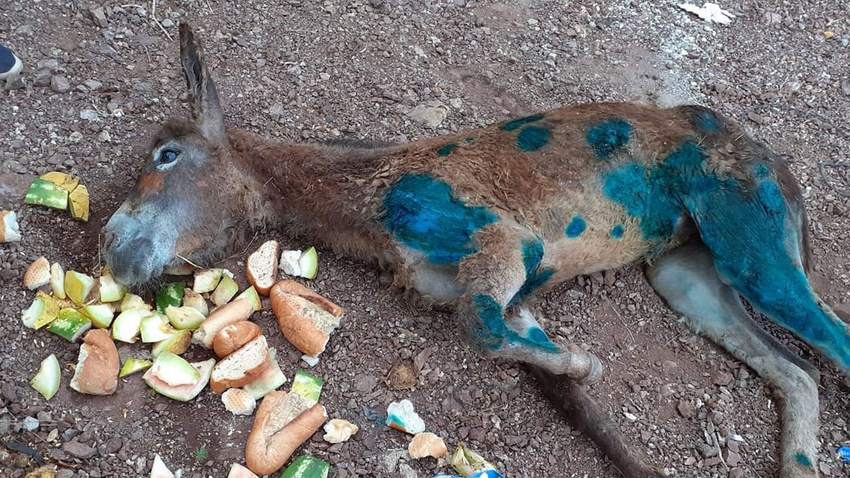 Eşeği halıya sarıp ölüme terk ettiler!