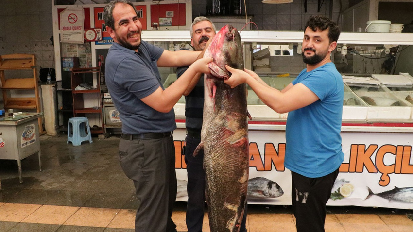 Baraj gölünde yakalandı: 100 kilo ağırlığında 2 metre boyunda