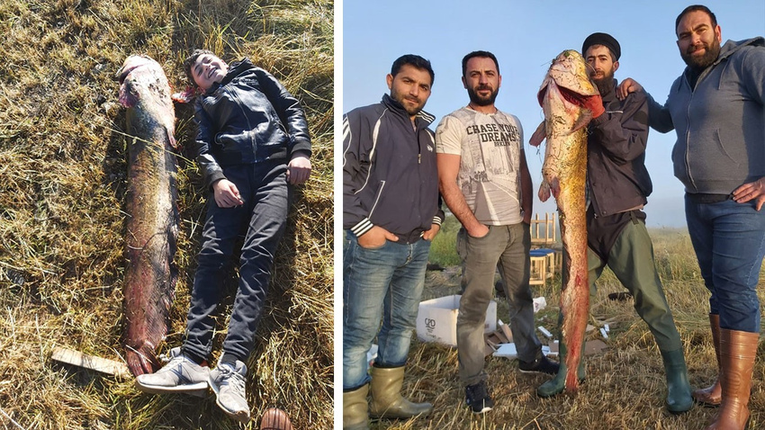 1,5 metrelik yayın balığı şaşırttı!