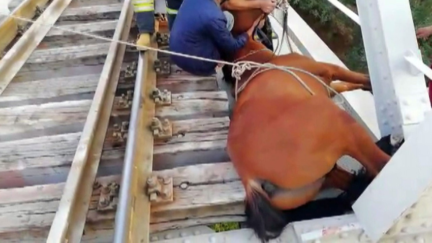 Raylara sıkışan at kurtarıldı