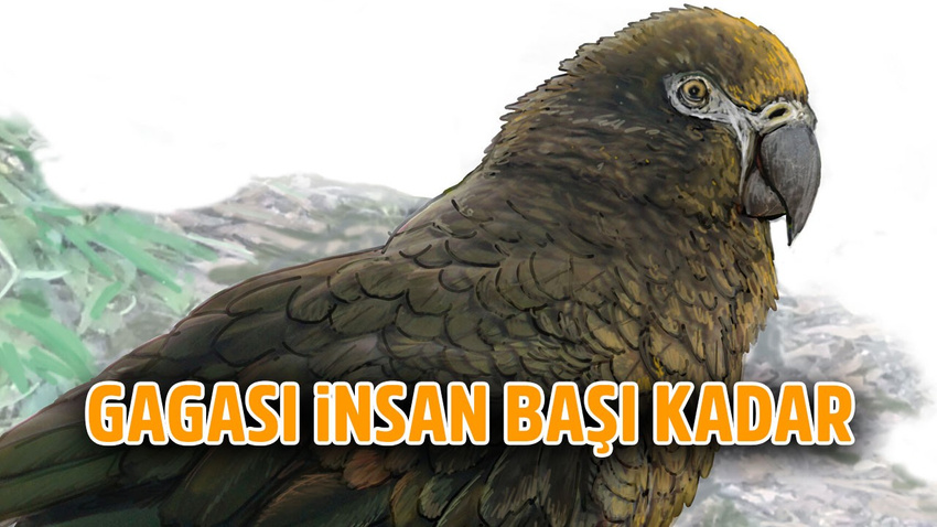 Dev papağan keşfedildi