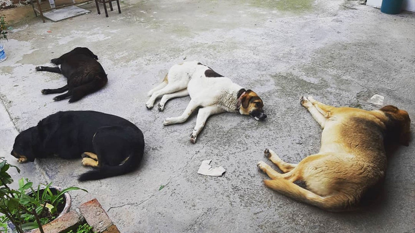Balıkesir'de toplu hayvan katliamı!