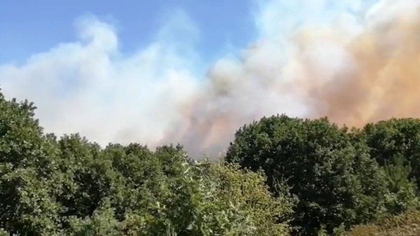 Pendik'te orman yangını korkuttu!