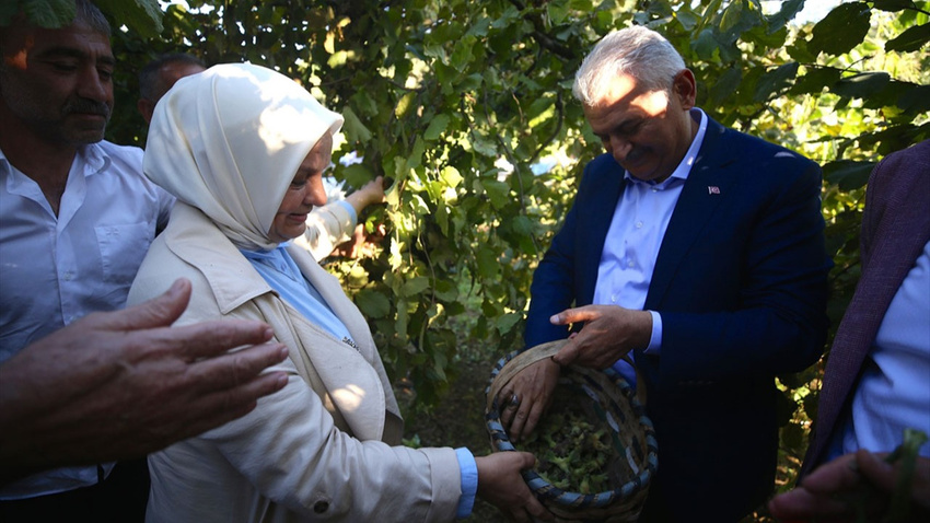 Binali Yıldırım, köylülerle fındık topladı