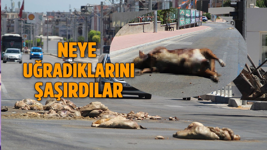 Kurban atıkları yola saçıldı