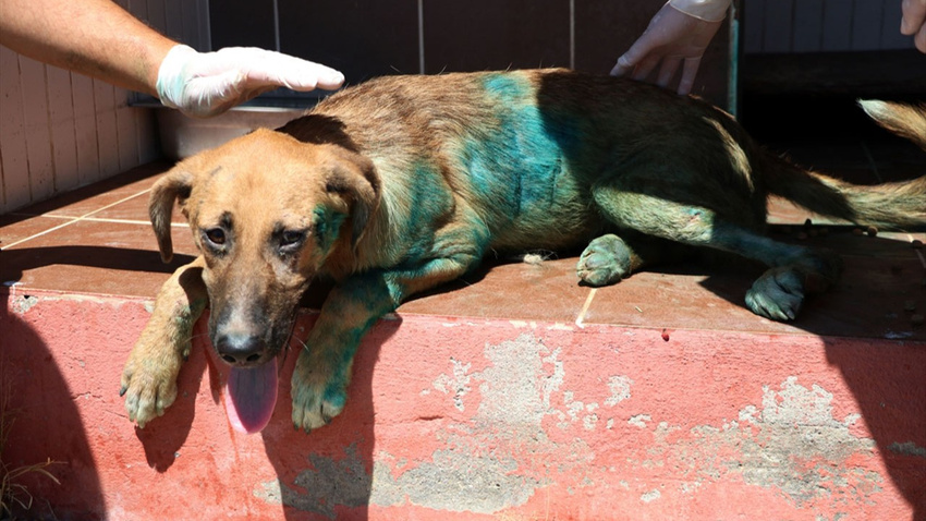 Sokak köpeğinin karnına jiletle 'it' yazmışlar