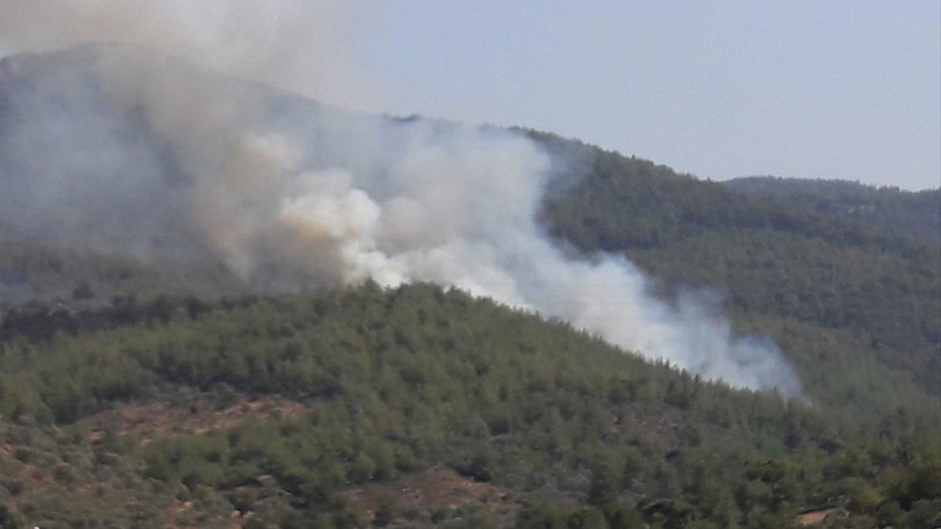 Milas'ta orman yangını!