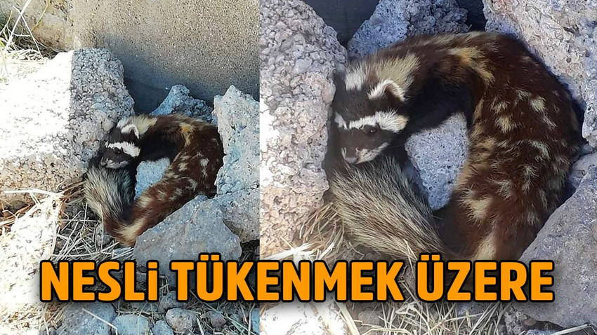Sivas'ta görüldü