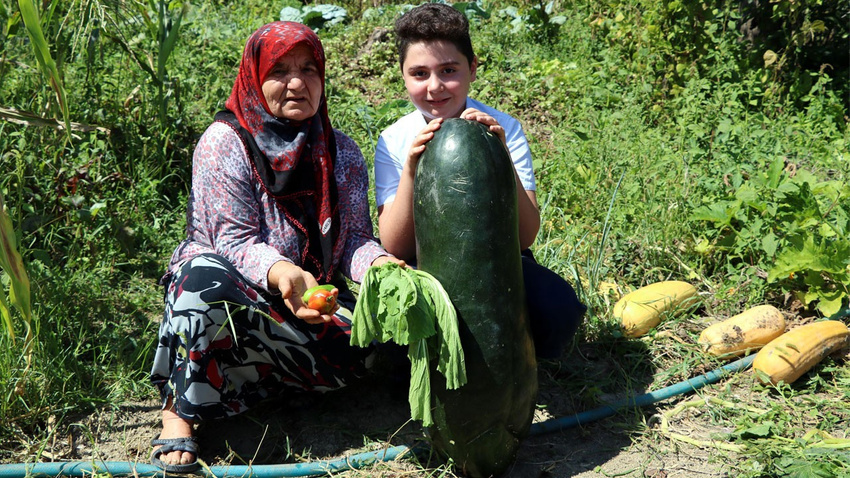 Gel de gülme!.. Paniğe kapılıp kökünden kesti!.. 'Gelin ilk kavun dedi'