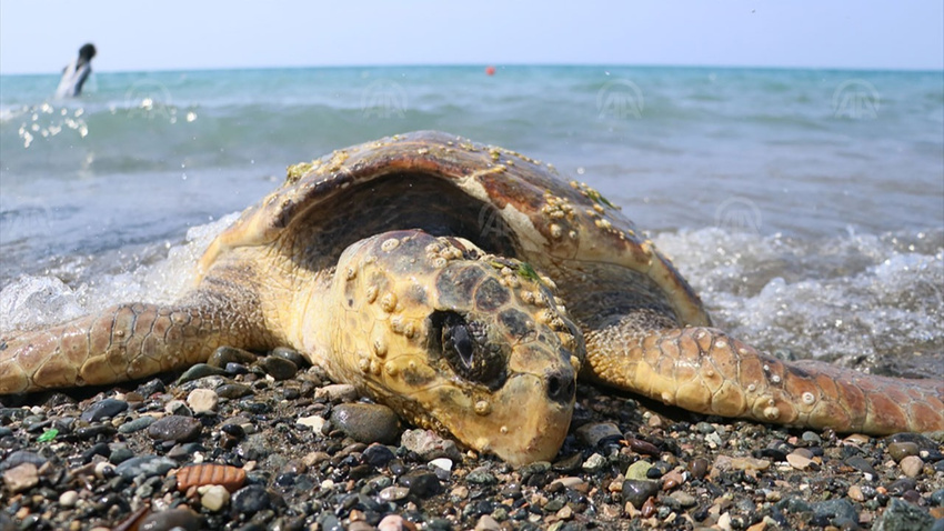 Caretta carettaya çekiçli işkence