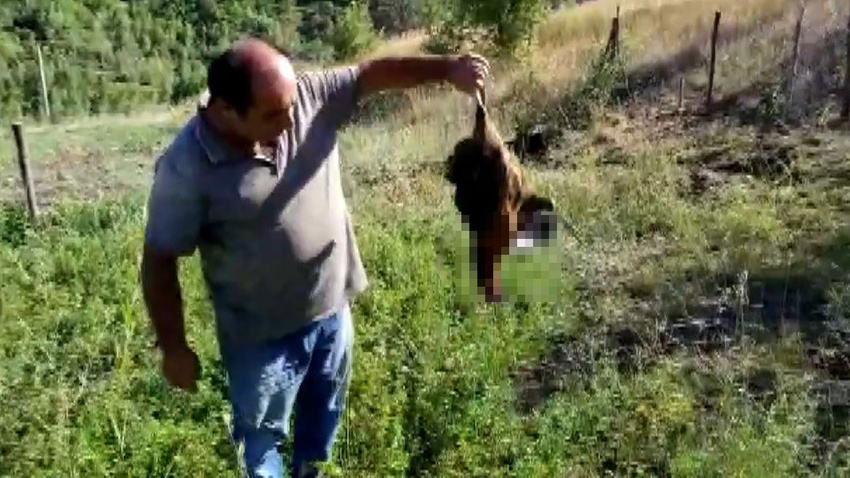 Erzincan'da kartal tavuğa saldırdı