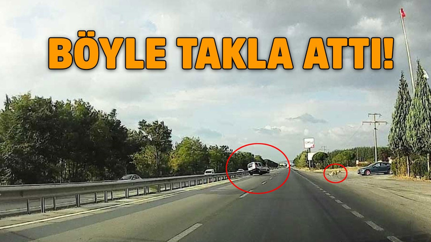 Köpeği ezmemek için takla attı!