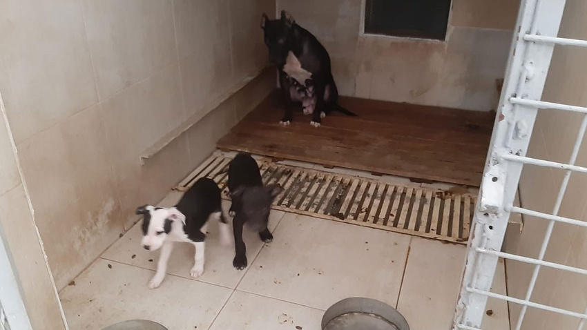 Pitbull besleyen kişiye 23 bin 406 lira ceza