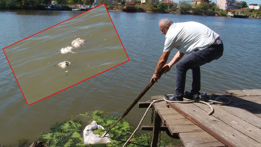 Sakarya'da korkunç manzara!.. Çuvallara koyup nehre atmışlar!