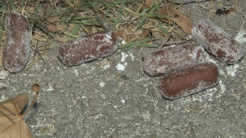 Ankara'da zehirli sosislerle köpek katliamı